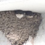 House Martin twins - preparing for launch?