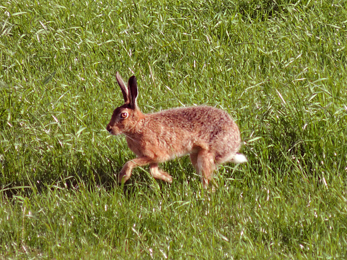 A hare in the next field